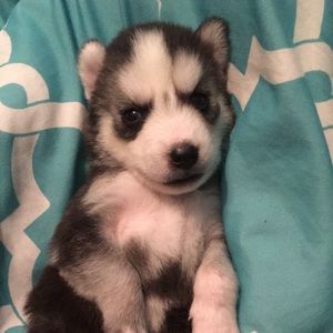 Meet your Posher, Johnny